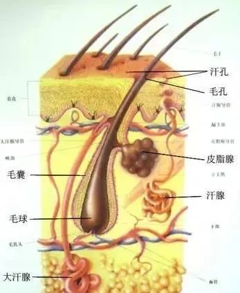 808半導(dǎo)體激光冰點(diǎn)無痛脫毛儀.jpg